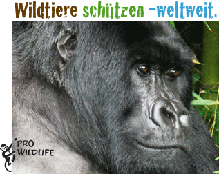 Linkbutton zu Pro Wildlife mit Gorillabild